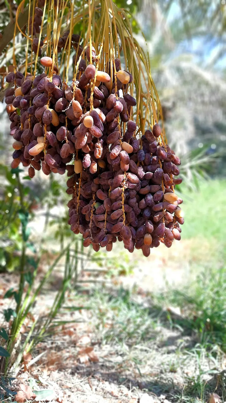 Ripe dates hanging in bunches on a palm